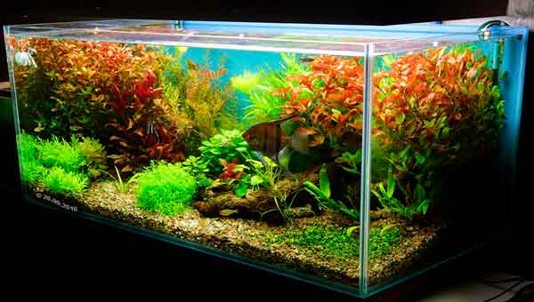 Можете ли вы выдержать засаженный растениями аквариум без фильтра