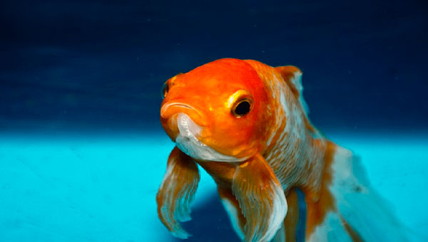 Почему моя рыба умерла? (Четыре распространенных ошибки начинающих)