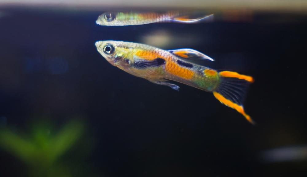 Endler s livebearer male