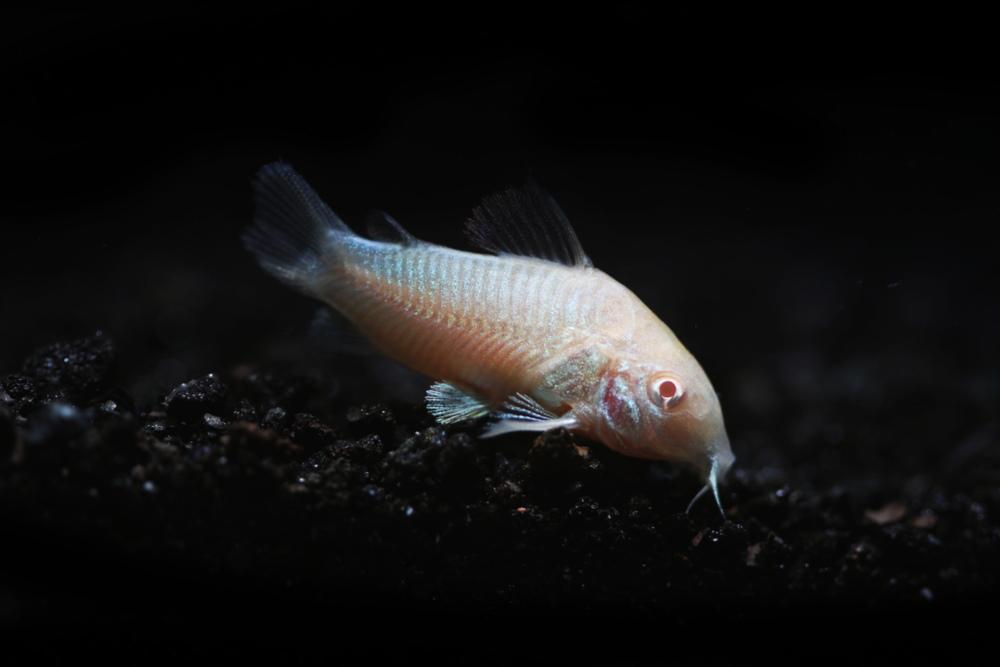 albino cory catfish 