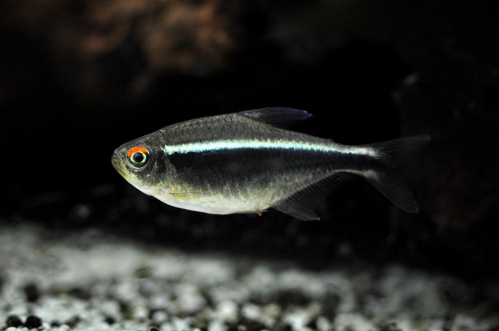 black neon tetra