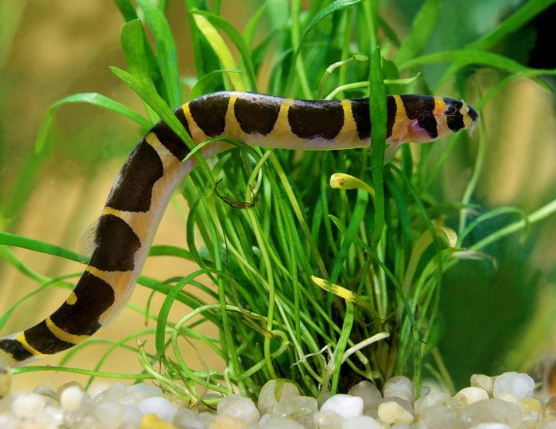 kuhli loach in planted tank 2adddf87 6f39 42ba b638 1de7e525f57a