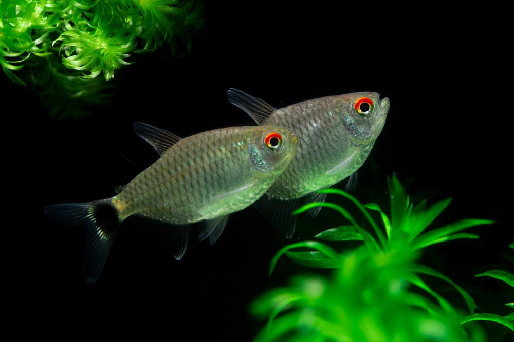 red eye tetras or monk tetras