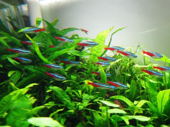 akvarium s neonami 5 1