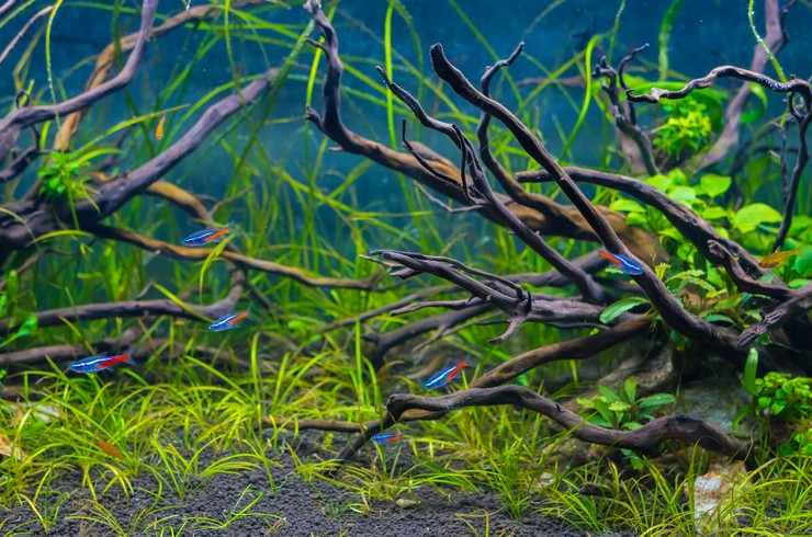 akvaskejp s golubymi neonami