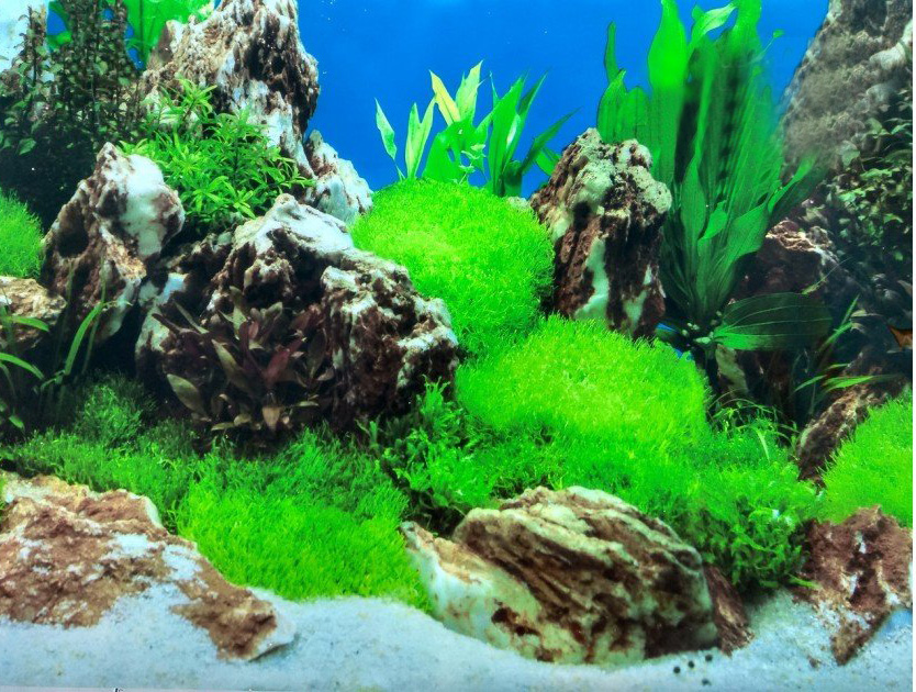 terrarium Fon2 Karasik 1