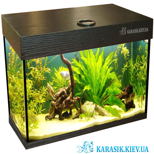 Akva Karasik 30