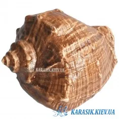 Аквариумная Керамика - Рапан Малый Коричневый
