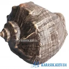 Акваріумна Кераміка - Рапан Малий Сірий