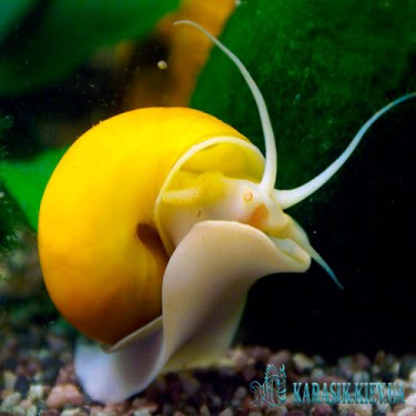 Ампулярия - Аквариумная Улитка