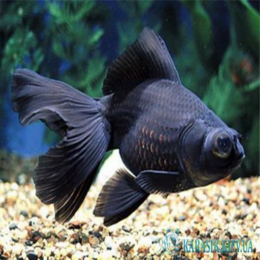 Телескоп Черный - Аквариумные рыбки