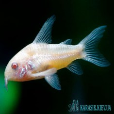 Коридорас  Альбинос - Аквариумные Рыбки