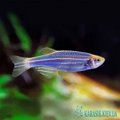 Данио GloFish - Синяя - Аквариумные Рыбки