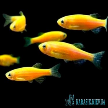 Аквариумная рыбка - Данио