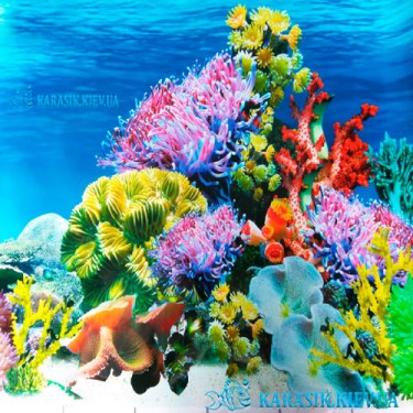 Аквариумный односторонний фон Морское дно высота 40 см.