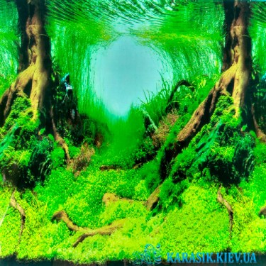 Аквариумный фон Лес - Картинка для аквариума 