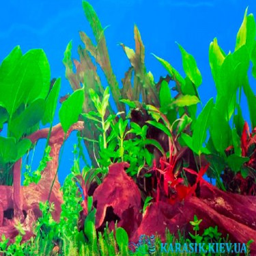Фон для Аквариума - КАРАСИК