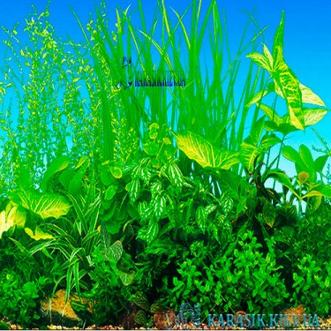 Аквариумный Фон - Травник 