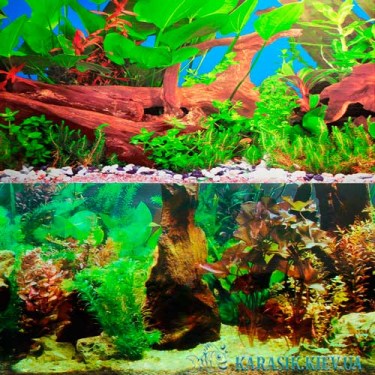 Аквариумный Фон 60 см. | Karasik.Kiev.ua | Оформление для аквариума