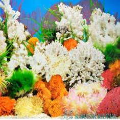 Fon_Karasik_1074_3