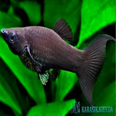 Аквариумные Рыбки - Молинезия Черная - KARASIK