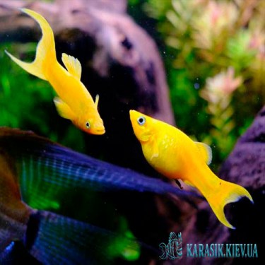 Аквариумные Рыбки Мирные - Молинезия желтая