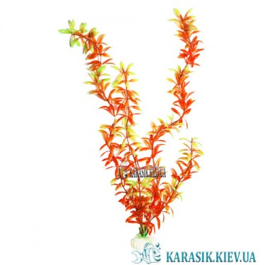 Аквариумные Растения 