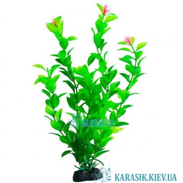 Аквариумные Растения | Купить Растения для Аквариума