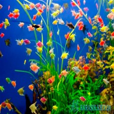 Тернеция Желтая GloFish - Аквариумные Рыбки