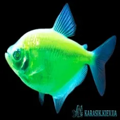 Тернеция Салатовая GloFish - Аквариумные Рыбки