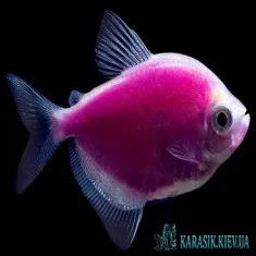 Тернеция Фиолетовая GloFish - Аквариумные Рыбки