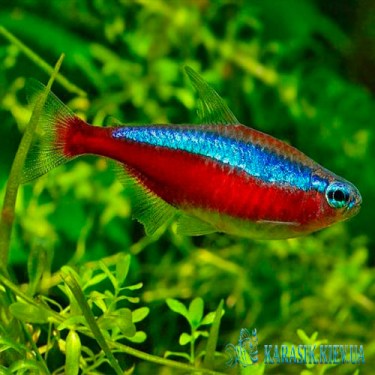 Неон Красный - Аквариумные Рыбки