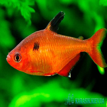 Минор  - Аквариумные Рыбки - KARASIK