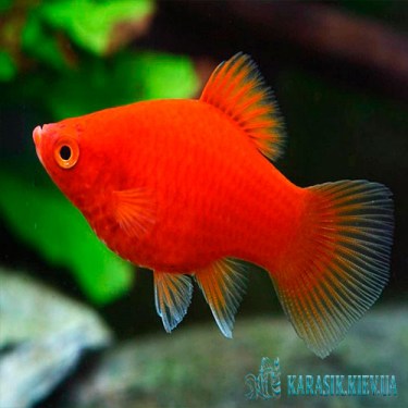 Пецилия Красная - Аквариумные Рыбки