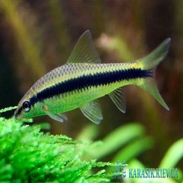 Сиамский Водорослеед | Мирные Аквариумные Рыбки